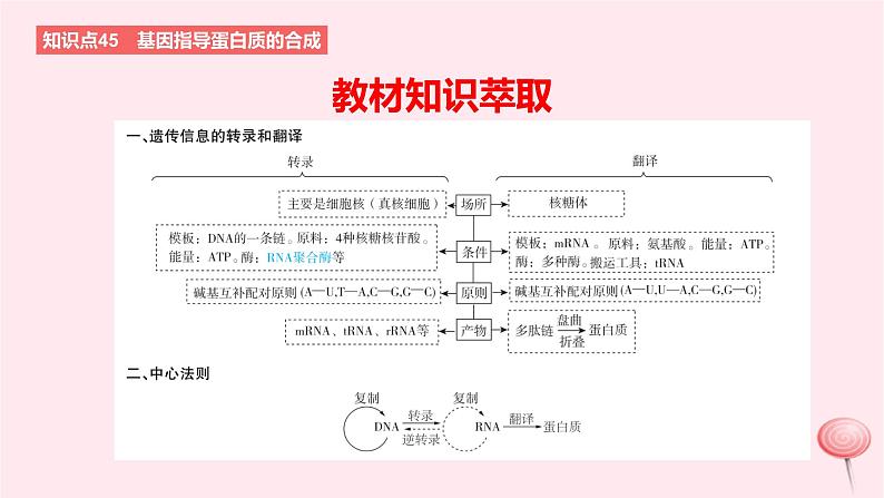 2024版高考生物一轮复习教材基础练第六章遗传的分子基础第3节基因的表达及其与性状的关系教学课件第2页