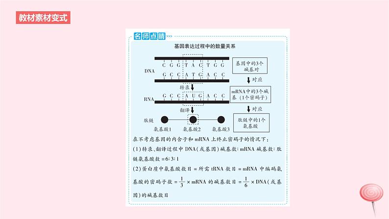 2024版高考生物一轮复习教材基础练第六章遗传的分子基础第3节基因的表达及其与性状的关系教学课件第5页