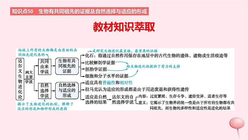 2024版高考生物一轮复习教材基础练第七章生物的变异与进化第2节生物的进化教学课件第2页