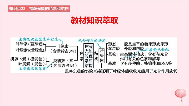 2024版高考生物一轮复习教材基础练第三章细胞的能量供应和利用第3节光合作用与能量转化教学课件02