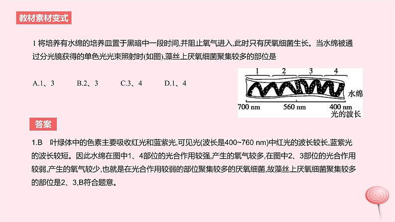 2024版高考生物一轮复习教材基础练第三章细胞的能量供应和利用第3节光合作用与能量转化教学课件04