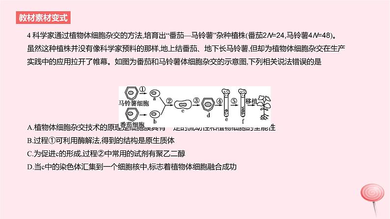 2024版高考生物一轮复习教材基础练第十一章生物技术与工程第2节细胞工程教学课件第8页