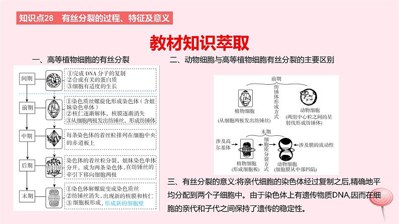 2024版高考生物一轮复习教材基础练第四章细胞的生命历程第1节细胞的增殖教学课件08