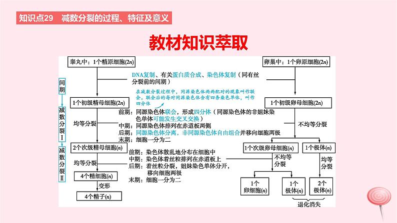 2024版高考生物一轮复习教材基础练第四章细胞的生命历程第2节减数分裂和受精作用教学课件第2页