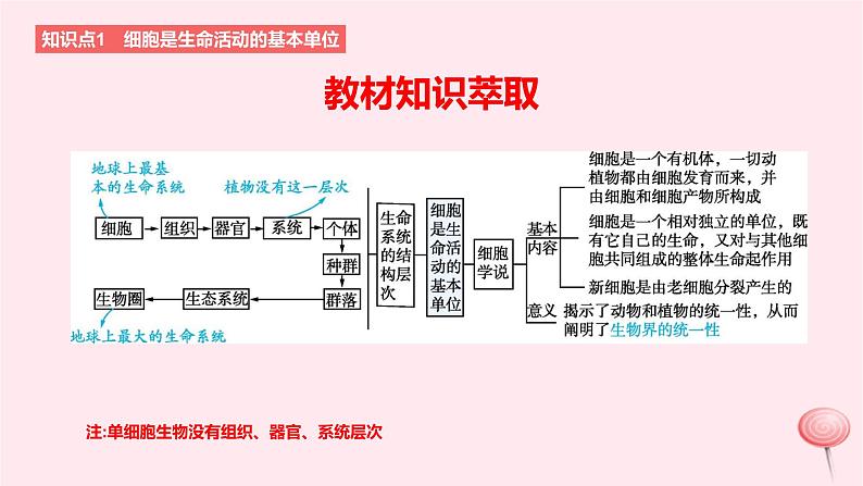 2024版高考生物一轮复习教材基础练第一章走近细胞及细胞的分子组成第1节走近细胞教学课件02