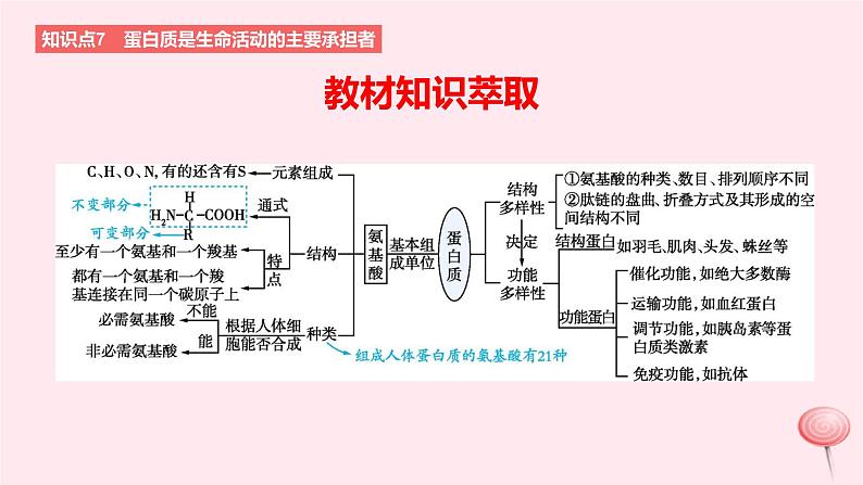 2024版高考生物一轮复习教材基础练第一章走近细胞及细胞的分子组成第4节细胞中的蛋白质和核酸教学课件02