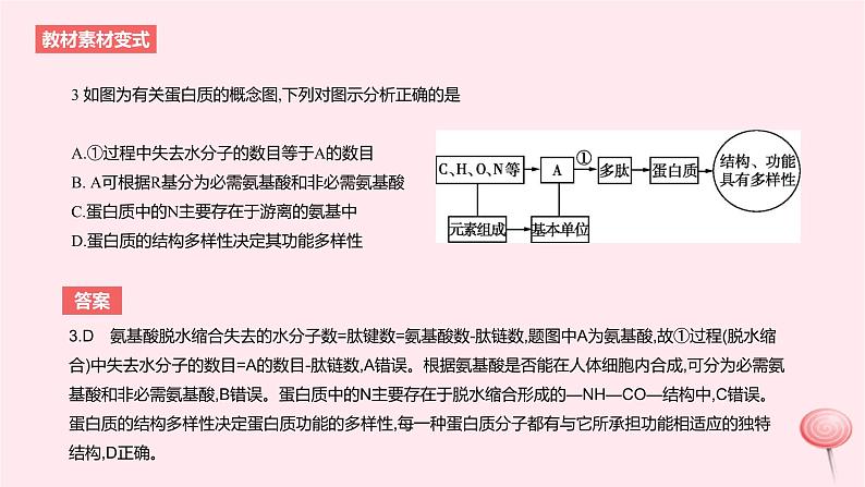 2024版高考生物一轮复习教材基础练第一章走近细胞及细胞的分子组成第4节细胞中的蛋白质和核酸教学课件06