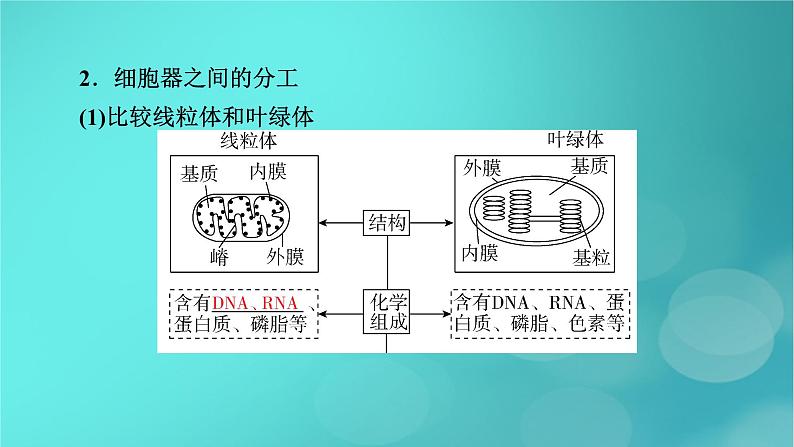 新高考适用2024版高考生物一轮总复习必修1分子与细胞第2单元细胞的基本结构与物质输入和输出第2讲细胞器和生物膜系统课件07