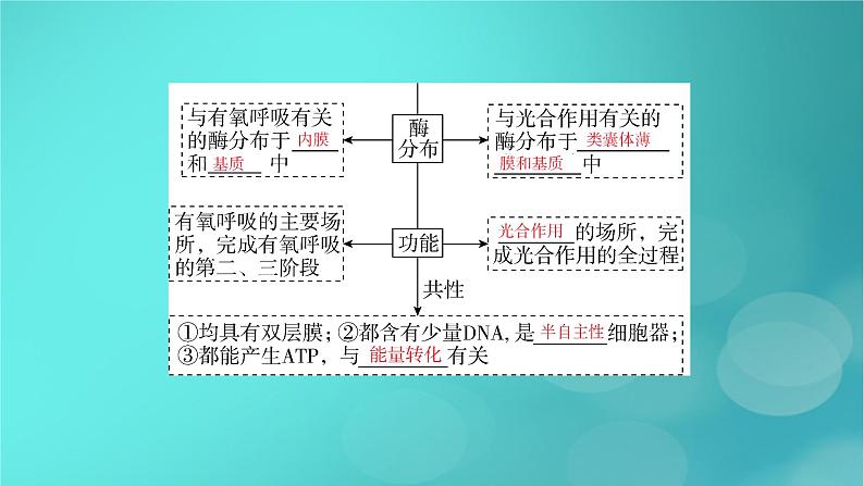 新高考适用2024版高考生物一轮总复习必修1分子与细胞第2单元细胞的基本结构与物质输入和输出第2讲细胞器和生物膜系统课件08