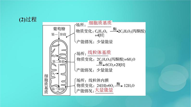 新高考适用2024版高考生物一轮总复习必修1分子与细胞第3单元细胞的能量供应和利用第2讲细胞呼吸课件08