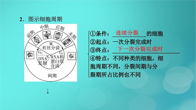 新高考适用2024版高考生物一轮总复习必修1分子与细胞第4单元细胞的生命历程第1讲细胞的增殖课件第7页