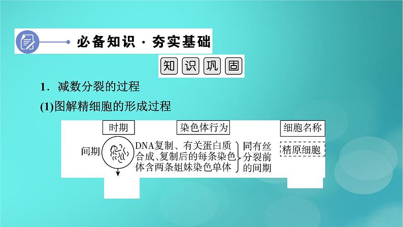 新高考适用2024版高考生物一轮总复习必修1分子与细胞第4单元细胞的生命历程第2讲细胞的减数分裂和受精作用课件06