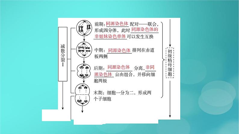 新高考适用2024版高考生物一轮总复习必修1分子与细胞第4单元细胞的生命历程第2讲细胞的减数分裂和受精作用课件07