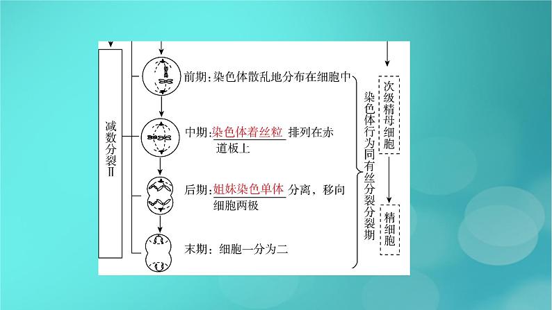 新高考适用2024版高考生物一轮总复习必修1分子与细胞第4单元细胞的生命历程第2讲细胞的减数分裂和受精作用课件08