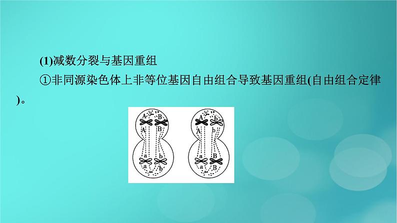 新高考适用2024版高考生物一轮总复习必修1分子与细胞第4单元细胞的生命历程微专题减数分裂与可遗传变异的关系课件第4页