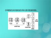 新高考适用2024版高考生物一轮总复习必修1分子与细胞第4单元细胞的生命历程微专题减数分裂与可遗传变异的关系课件