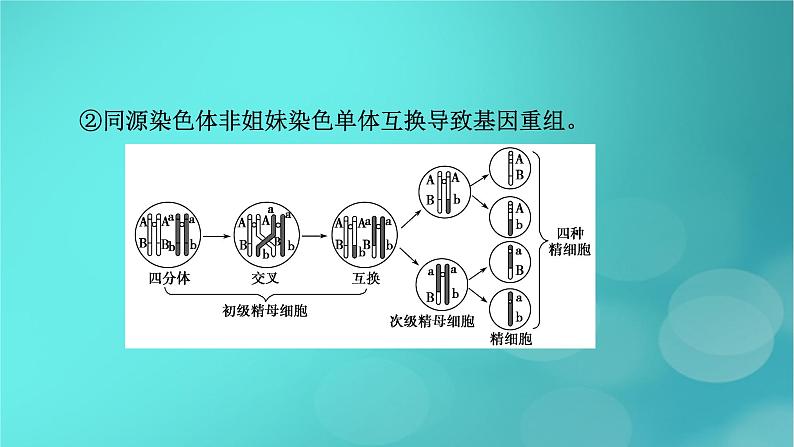 新高考适用2024版高考生物一轮总复习必修1分子与细胞第4单元细胞的生命历程微专题减数分裂与可遗传变异的关系课件第5页