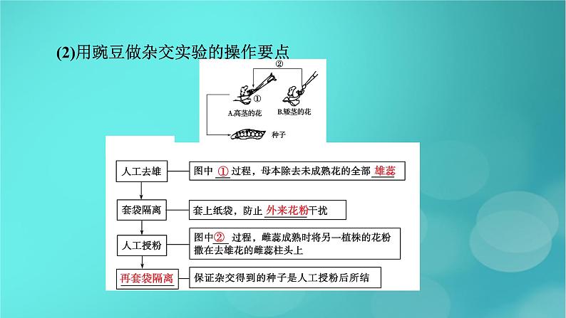 新高考适用2024版高考生物一轮总复习必修2遗传与进化第5单元孟德尔定律和伴性遗传第1讲基因的分离定律课件第7页