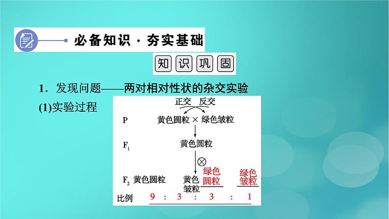 新高考适用2024版高考生物一轮总复习必修2遗传与进化第5单元孟德尔定律和伴性遗传第2讲基因的自由组合定律课件第6页