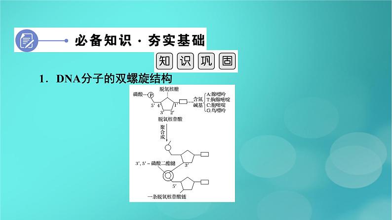 新高考适用2024版高考生物一轮总复习必修2遗传与进化第6单元遗传的分子基础第2讲DNA分子的结构复制与基因的本质课件第6页