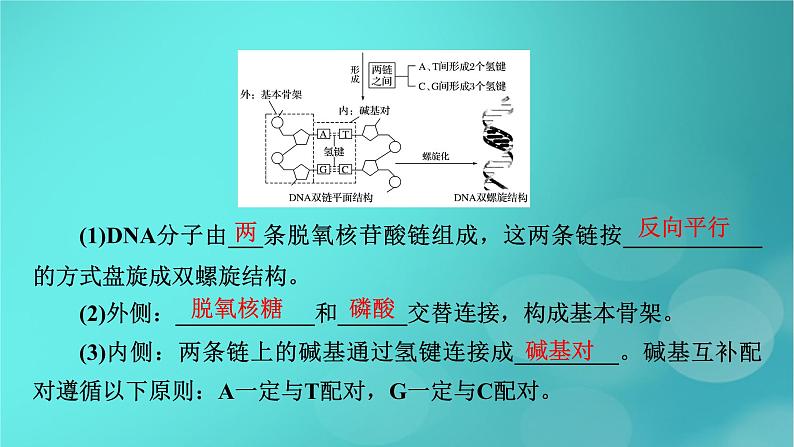 新高考适用2024版高考生物一轮总复习必修2遗传与进化第6单元遗传的分子基础第2讲DNA分子的结构复制与基因的本质课件第7页