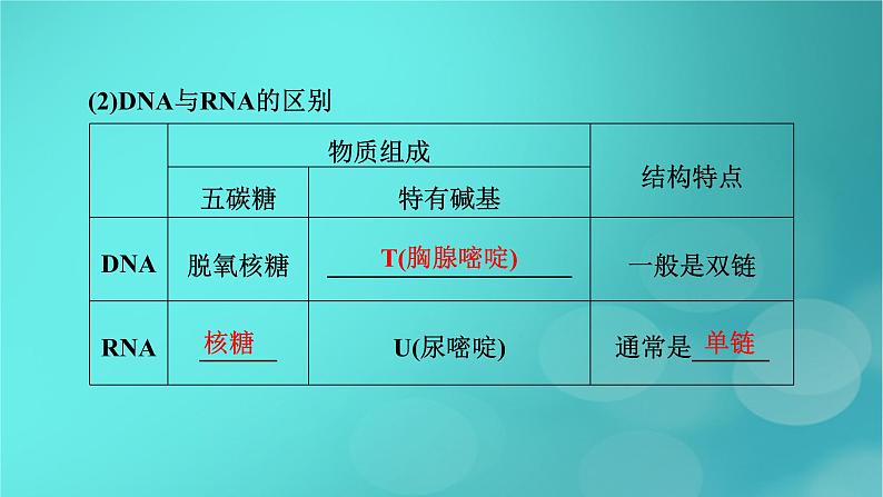 新高考适用2024版高考生物一轮总复习必修2遗传与进化第6单元遗传的分子基础第3讲基因的表达课件第7页