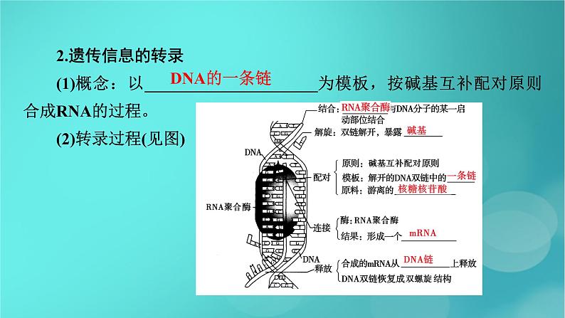 新高考适用2024版高考生物一轮总复习必修2遗传与进化第6单元遗传的分子基础第3讲基因的表达课件第8页