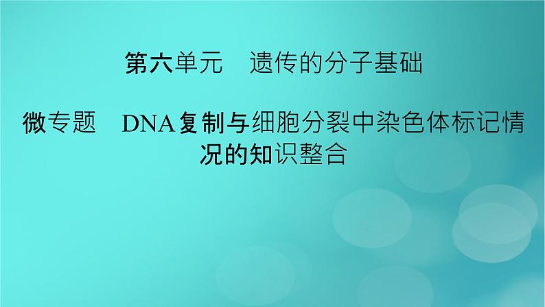 新高考适用2024版高考生物一轮总复习必修2遗传与进化第6单元遗传的分子基础微专题DNA复制与细胞分裂中染色体标记情况的知识整合课件02