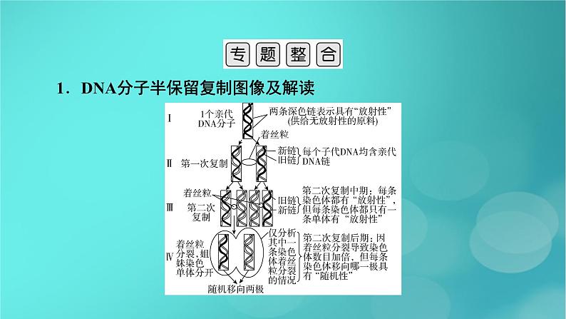 新高考适用2024版高考生物一轮总复习必修2遗传与进化第6单元遗传的分子基础微专题DNA复制与细胞分裂中染色体标记情况的知识整合课件03