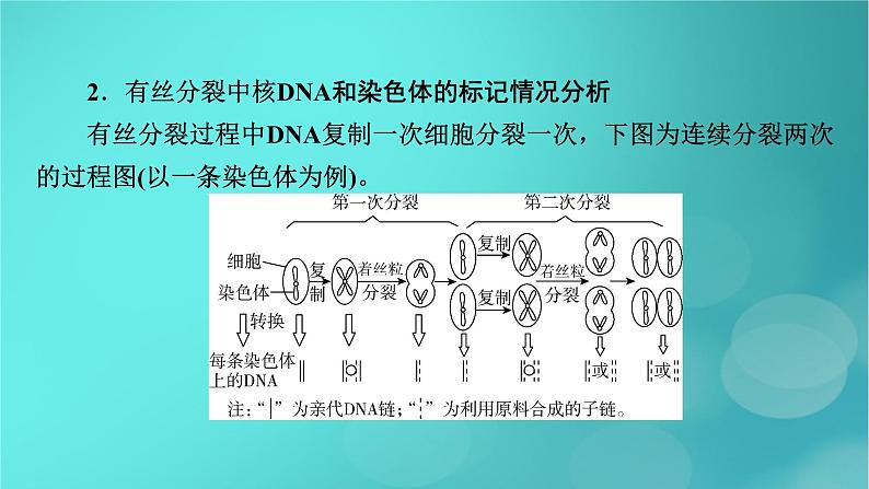 新高考适用2024版高考生物一轮总复习必修2遗传与进化第6单元遗传的分子基础微专题DNA复制与细胞分裂中染色体标记情况的知识整合课件04