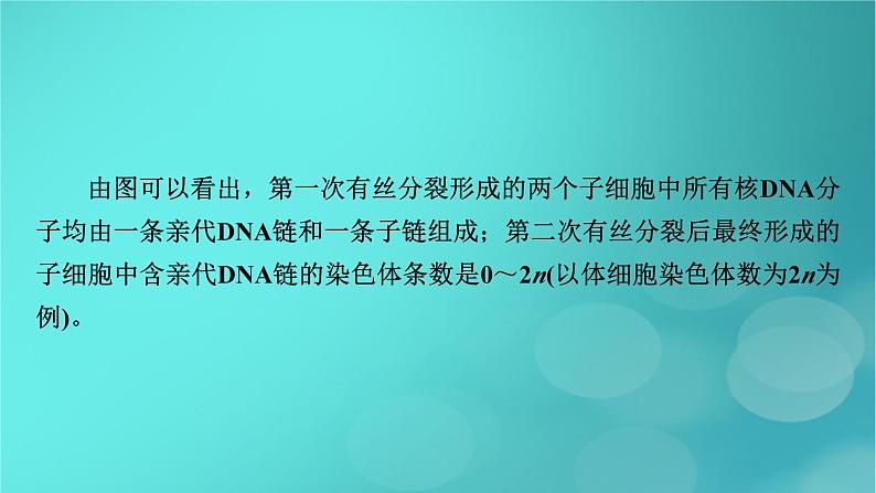 新高考适用2024版高考生物一轮总复习必修2遗传与进化第6单元遗传的分子基础微专题DNA复制与细胞分裂中染色体标记情况的知识整合课件05