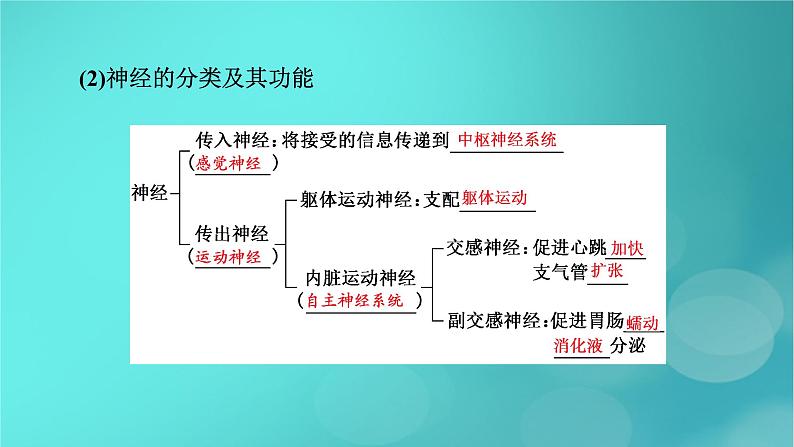 新高考适用2024版高考生物一轮总复习选择性必修1稳态与调节第8单元稳态与调节第2讲神经调节的基础方式与神经冲动的产生和传导课件第8页