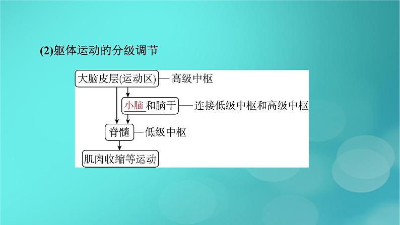 新高考适用2024版高考生物一轮总复习选择性必修1稳态与调节第8单元稳态与调节第3讲神经系统的分级调节与人脑的高级功能课件07