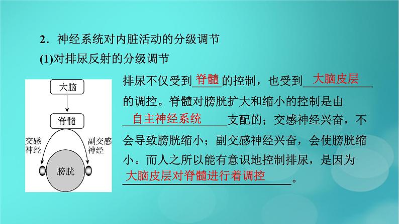 新高考适用2024版高考生物一轮总复习选择性必修1稳态与调节第8单元稳态与调节第3讲神经系统的分级调节与人脑的高级功能课件08