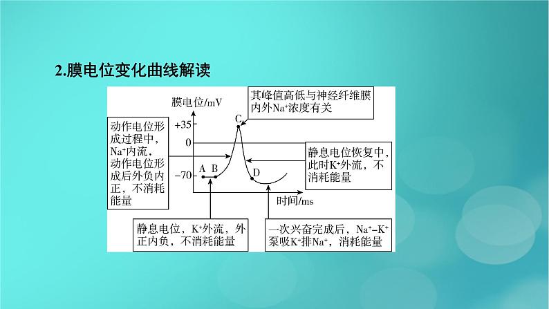 新高考适用2024版高考生物一轮总复习选择性必修1稳态与调节第8单元稳态与调节微专题膜电位的测量及电流表指针偏转问题课件第5页