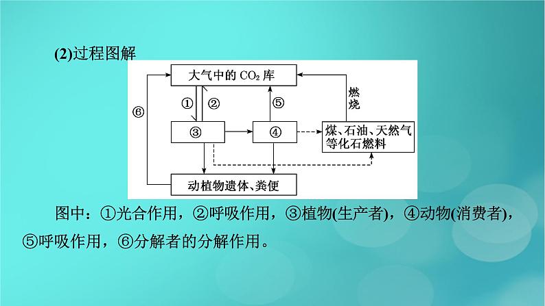 新高考适用2024版高考生物一轮总复习选择性必修2生物与环境第9单元生物与环境第4讲生态系统的物质循环信息传递及其稳定性课件第8页