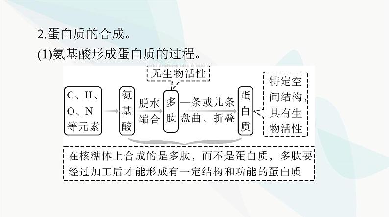 2024年高考生物一轮复习必修1第2章第4、5节蛋白质是生命活动的主要承担者、核酸是遗传信息的携带者课件04