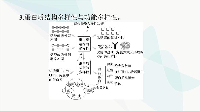 2024年高考生物一轮复习必修1第2章第4、5节蛋白质是生命活动的主要承担者、核酸是遗传信息的携带者课件07