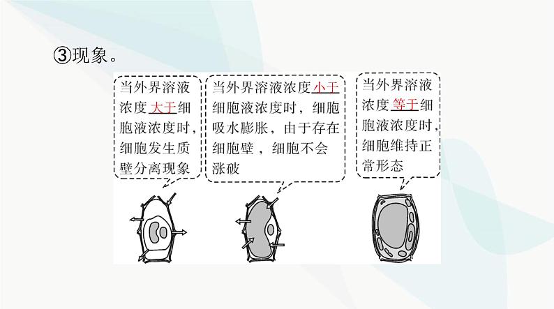 2024年高考生物一轮复习必修1第4章细胞的物质输入和输出课件第6页