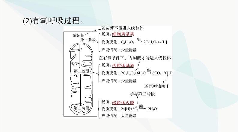 2024年高考生物一轮复习必修1第5章第3节细胞呼吸的原理和应用课件第3页