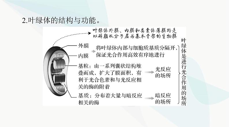 2024年高考生物一轮复习必修1第5章第4节光合作用与能量转化课件第5页