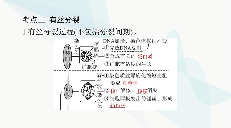 2024年高考生物一轮复习必修1第6章第1节细胞的增殖课件第7页