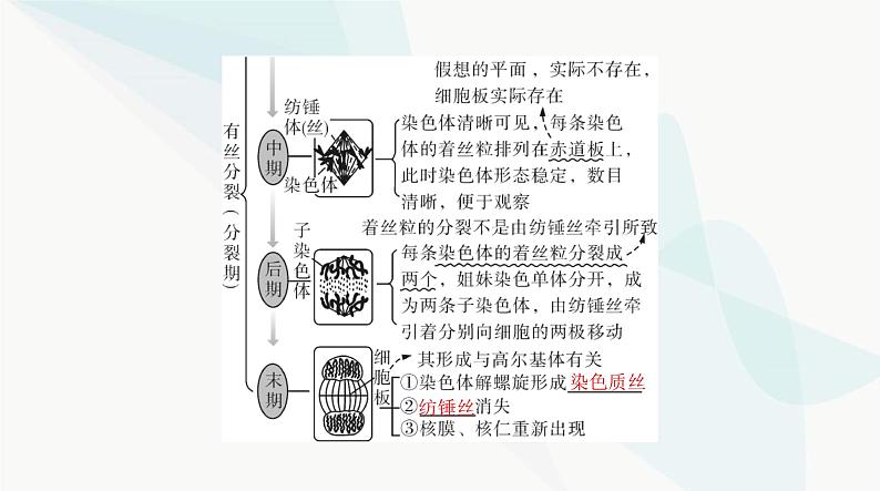 2024年高考生物一轮复习必修1第6章第1节细胞的增殖课件第8页