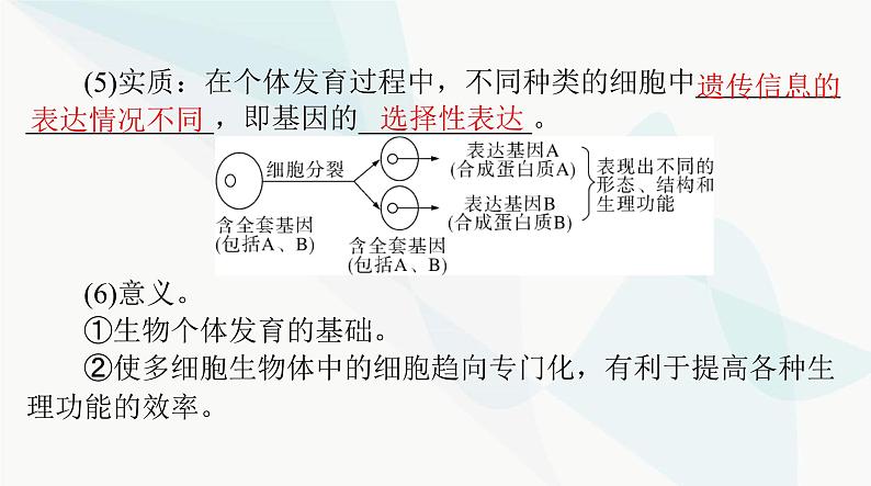 2024年高考生物一轮复习必修1第6章第2、3节细胞的分化、细胞的衰老和死亡课件第4页