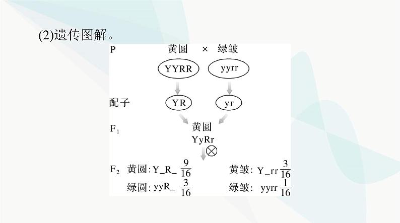 2024年高考生物一轮复习必修2第1章第2节孟德尔的豌豆杂交实验(二)课件06