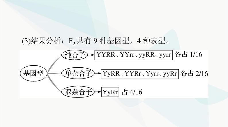 2024年高考生物一轮复习必修2第1章第2节孟德尔的豌豆杂交实验(二)课件07