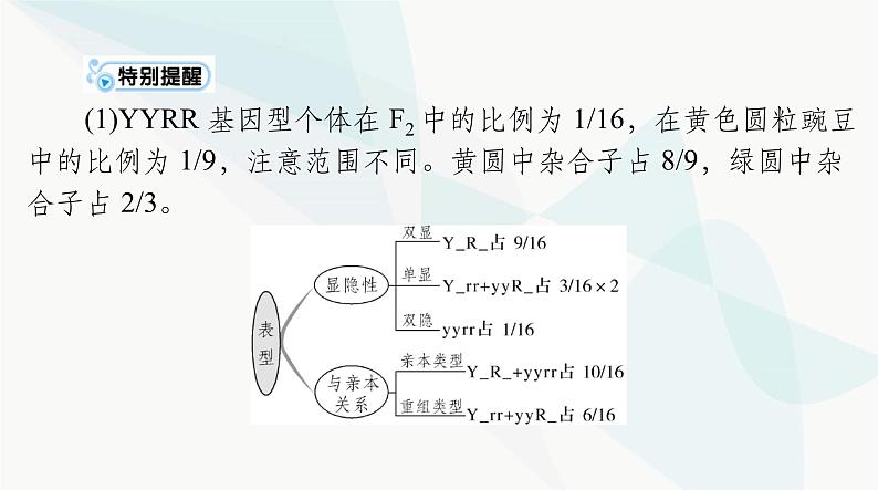 2024年高考生物一轮复习必修2第1章第2节孟德尔的豌豆杂交实验(二)课件08