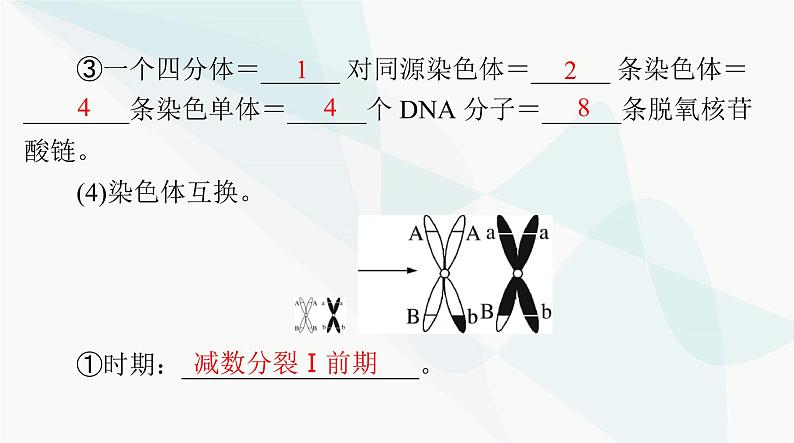 2024年高考生物一轮复习必修2第2章第1节减数分裂和受精作用课件第7页