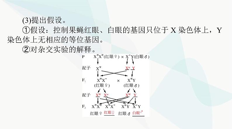 2024年高考生物一轮复习必修2第2章第2、3节基因在染色体上、伴性遗传课件第6页