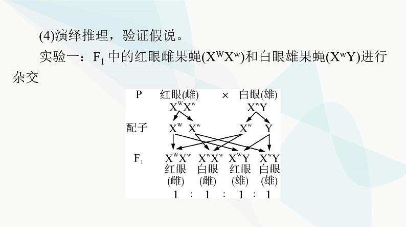 2024年高考生物一轮复习必修2第2章第2、3节基因在染色体上、伴性遗传课件第7页